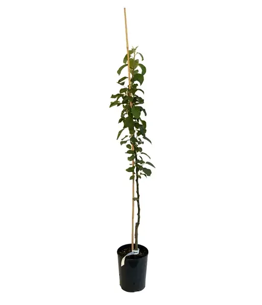Columnar apple tree POLKA