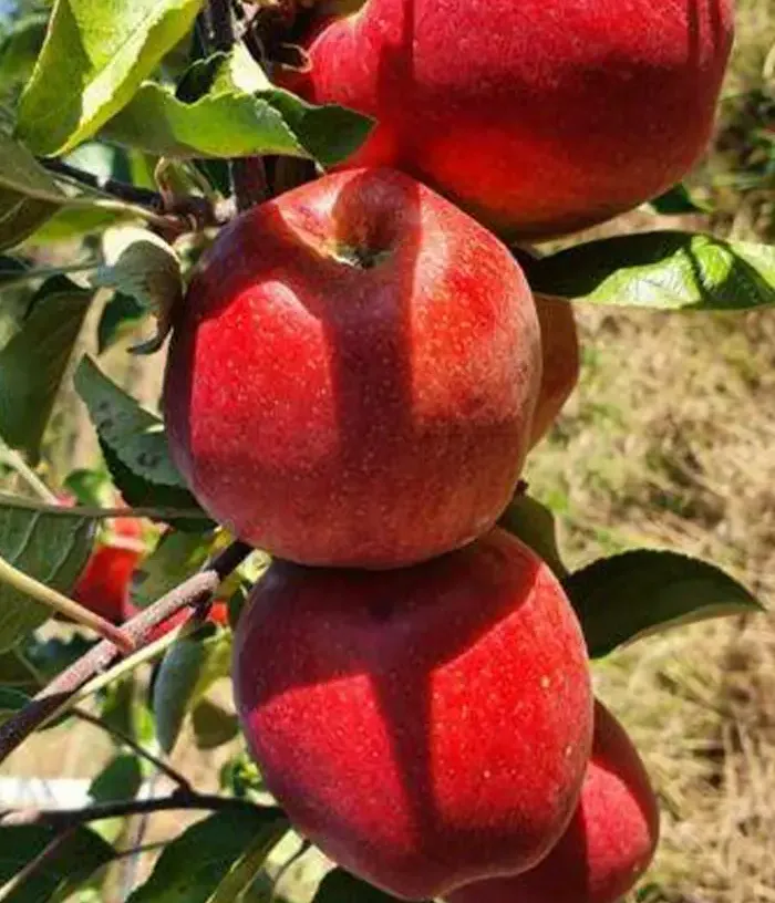 Apple (Malus domestica) REAL - Tutifruti, s.r.o.