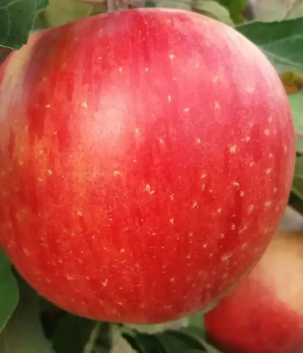 Apfel (Malus domestica) REBRA