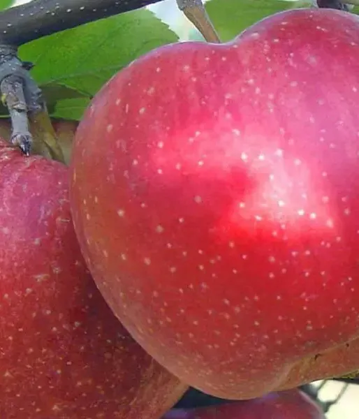 Apfel (Malus domestica) ALWA