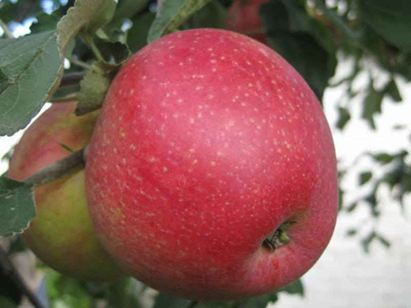 Apfel (Malus domestica) REMO®