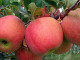 Apfel (Malus domestica) RESI®