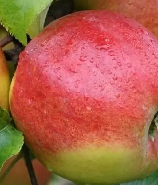 Columnar apple tree POLKA