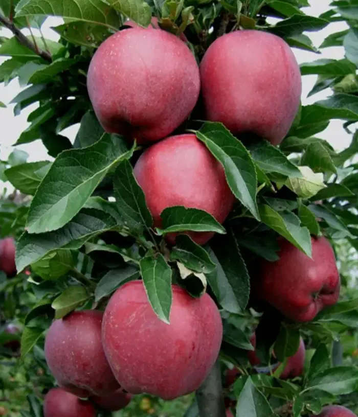 Apple (Malus domestica) SANDIDGE - Tutifruti, s.r.o.