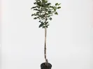 Apfelbaum (Malus domestica) BAIBA - Tutifruti, s.r.o. (SK)