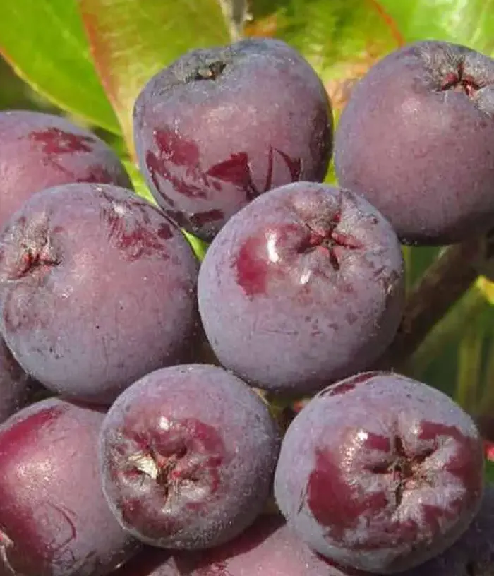 Rowan-Aronia Hybrid (Sorbaronia) BURKA - Tutifruti, s.r.o.