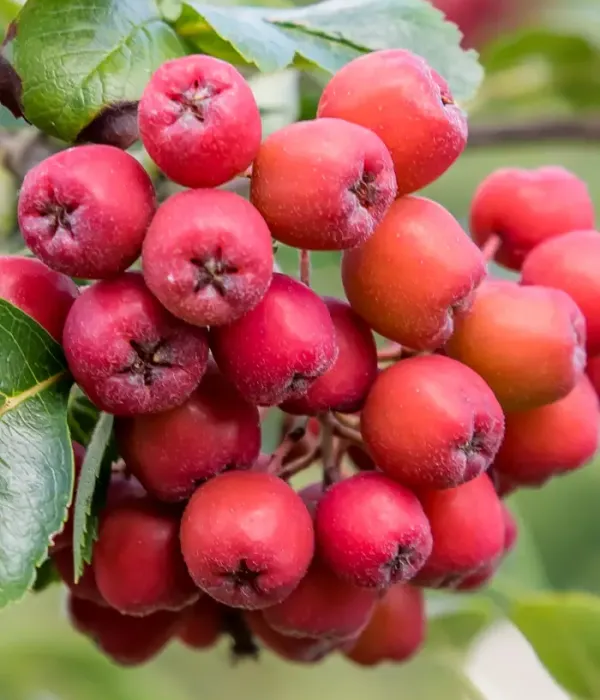 Rowan-Aronia Hybrid (Sorbus aucuparia x Sorbus melanocarpa) Likornaja