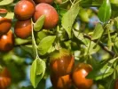 BIO Jujube Tree (Ziziphus jujuba) - Tutifruti SK