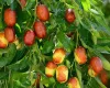 Jujube -  (Ziziphus jujuba)