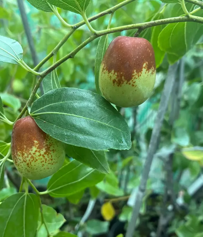 Jujube / Chinese Date (Ziziphus jujuba) LANG