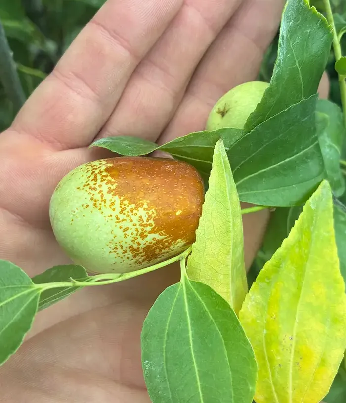 Jujube / Chinese Date (Ziziphus jujuba) LI