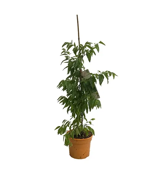 BIO Jujube Tree (Ziziphus jujuba) - Tutifruti SK