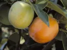 BIO Hurmi Kaki (Diospyros kaki) ROJO BRILLANTE - Tutifruti SK