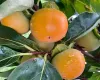 Persimmon Trees