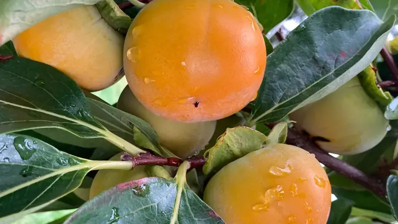 Hurmi Kaki: Vergleich der Sorten „Fuyu” und „Rojo Brillante” – Welche soll man wählen?