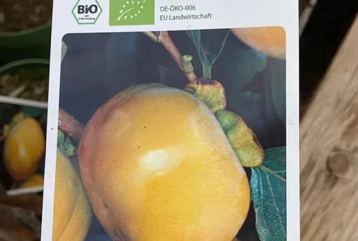 Frost-resistant persimmons (Part 3): Božij Dar, Dar Sofievky, Gora Goverla, Gora Rogers