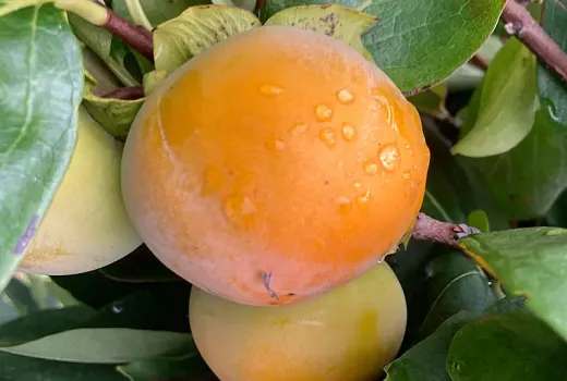 Treasures (Diospyros kaki, Diospyros virginiana): A Guide to the World of Persimmons and Their Relatives (Part 1)