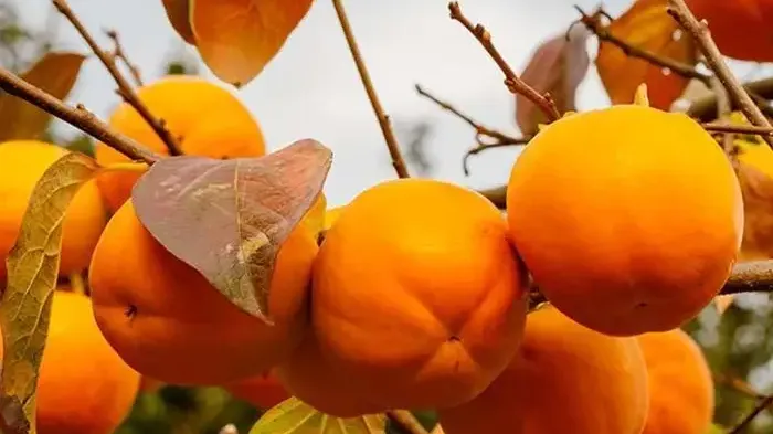 Persimmons: Choose the Right Variety and Learn Their Secret