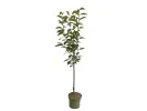 BIO Hurmi Kaki (Diospyros kaki) ROJO BRILLANTE - Tutifruti SK