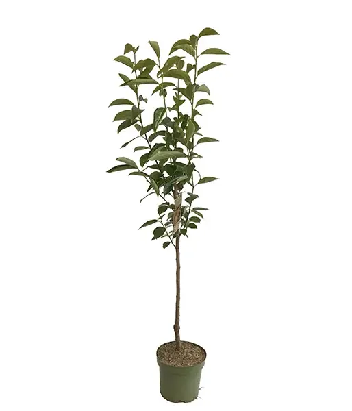 BIO Hurmi Kaki (Diospyros kaki) ROJO BRILLANTE - Tutifruti SK