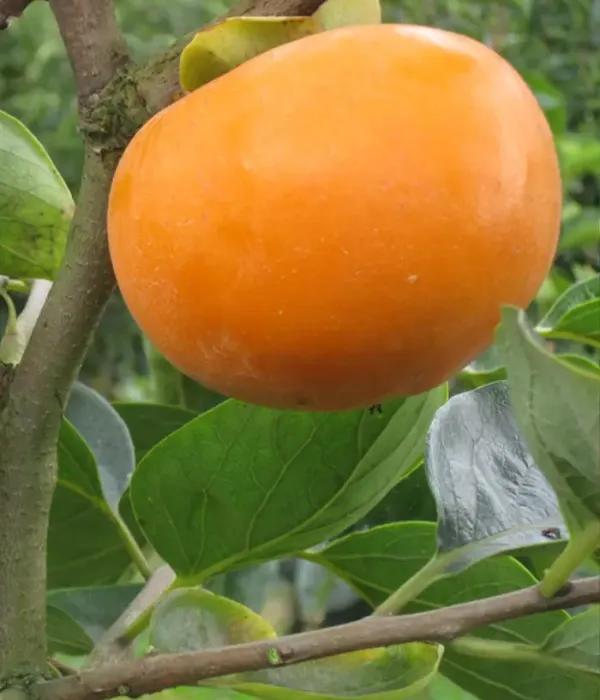 Persimmon (Diospyros kaki) TOKYO GOSHO