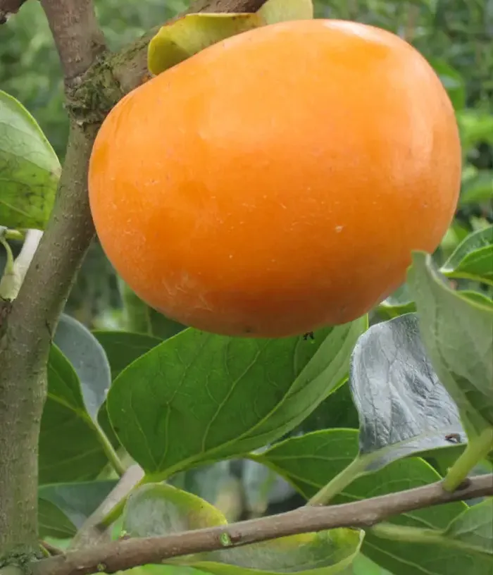 Persimmon (Diospyros kaki) TOKYO GOSHO - Tutifruti, s.r.o.