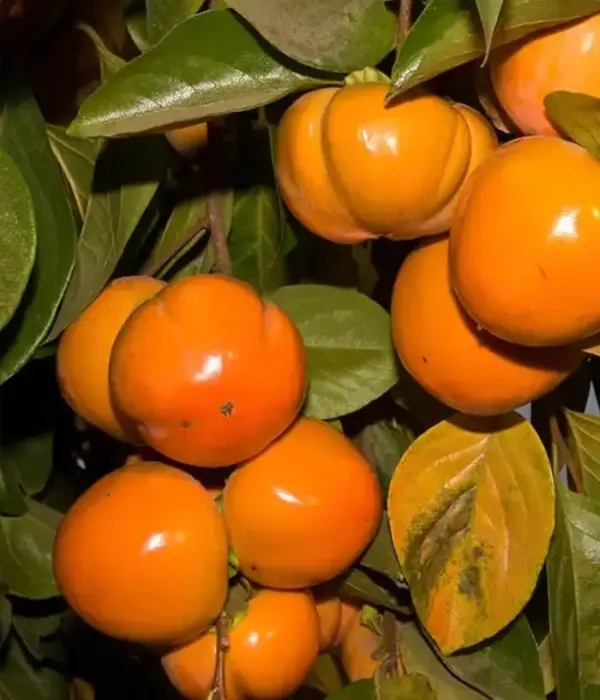 Persimmon (Diospyros kaki) KODAGOSHO