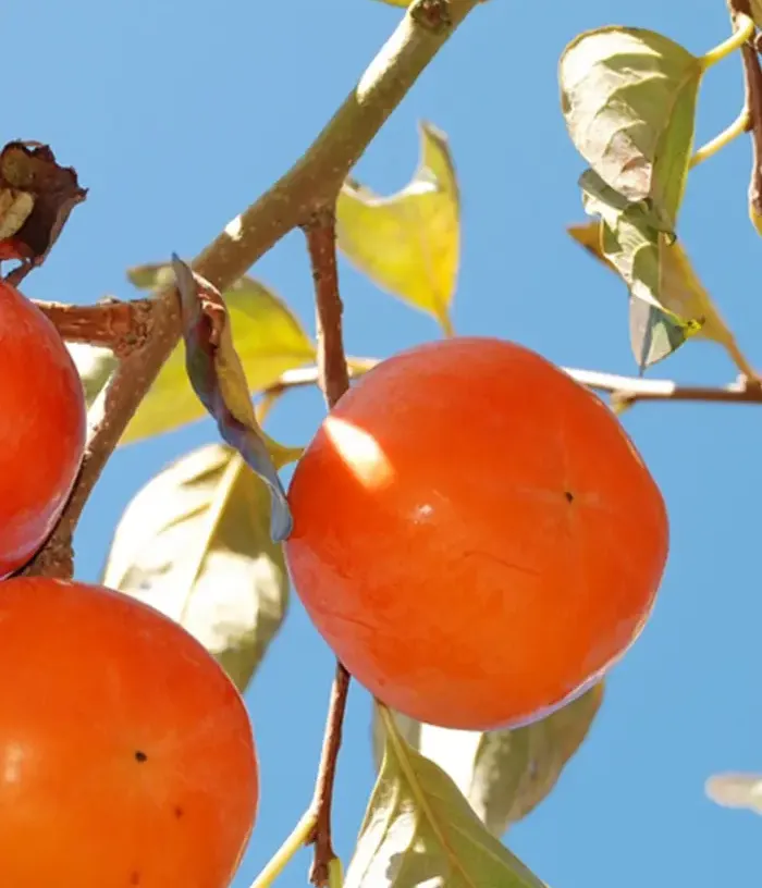 Kaki (Diospyros kaki) TOMATERO - Tutifruti, s.r.o.