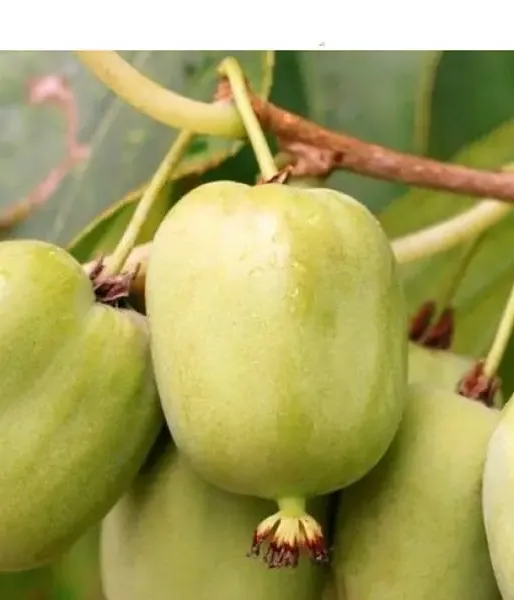 Kiwi (Actinidia arguta) CHANG BAI GIANT