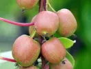 Kiwi (Actinidia arguta) BINGO - Tutifruti, s.r.o. (SK)