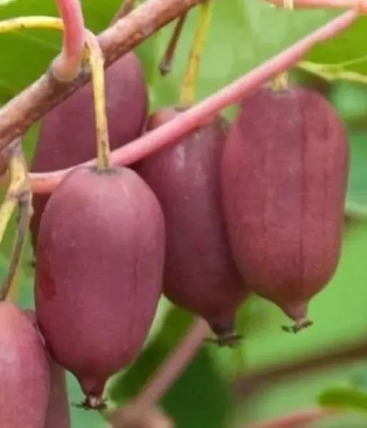 Kiwi (Actinidia arguta) PURPURNAYA SADOVAYA
