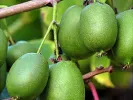 Kiwi (Actinidia arguta) ROGÓW - Tutifruti SK