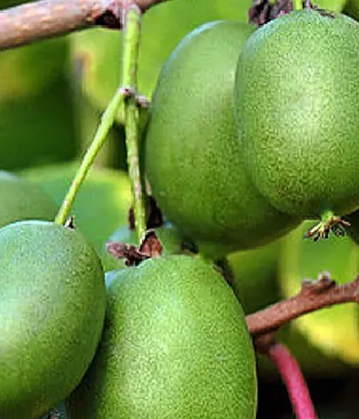 Kiwi (Actinidia arguta) ROGÓW
