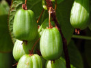 Kiwi (Actinidia kolomikta ) SENTYABRASKAYA - Tutifruti SK