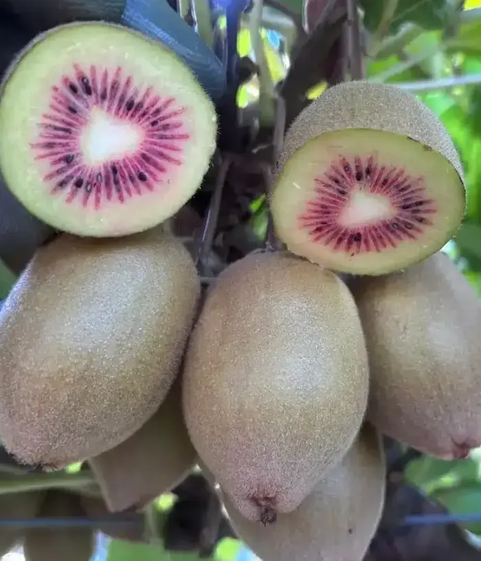 Kiwi (Actinidia chinensis) LUNA ROSSA®
