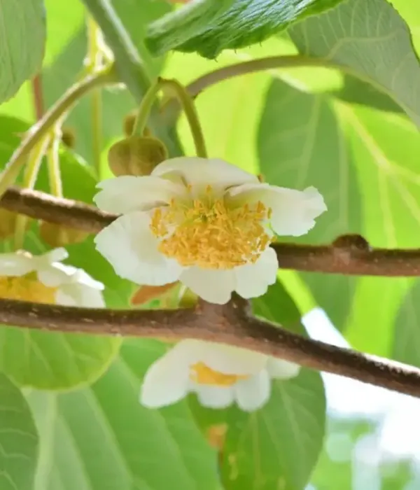 Kiwi (Actinidia chinensis) O SOLE MIO