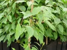 Kiwi Pollinator Actinidia arguta WEIKI M - Tutifruti SK