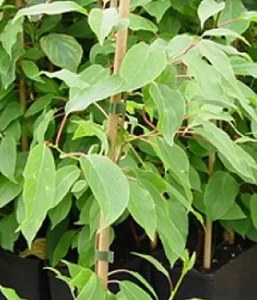 Kiwi Pollinator Actinidia arguta WEIKI M
