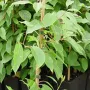 Kiwi Pollinator Actinidia arguta WEIKI M