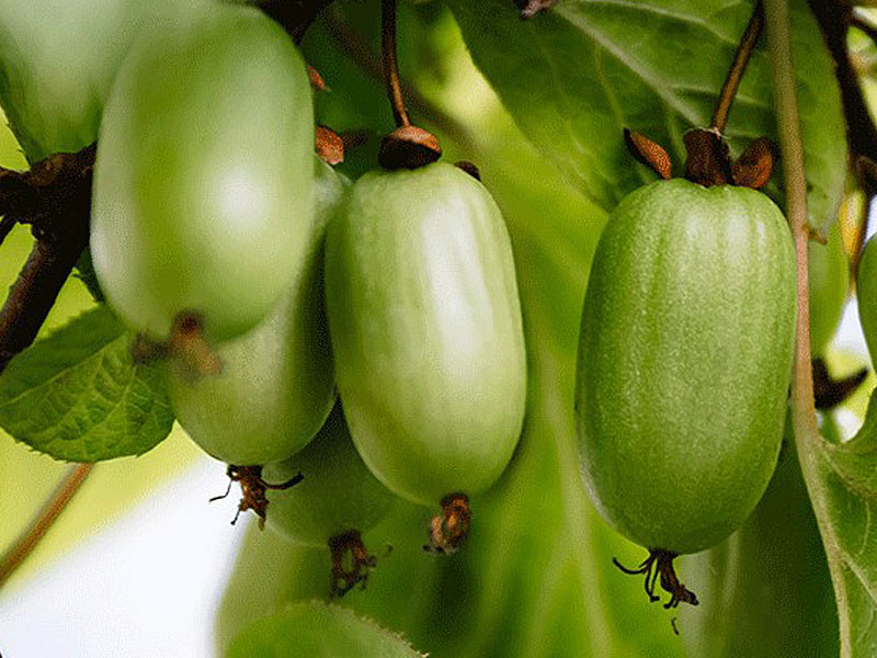 Kiwi (Actinidia kolomikta ) DR. SZYMANOWSKI