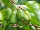 Kiwi (Actinidia arguta) JUMBO® - Tutifruti SK
