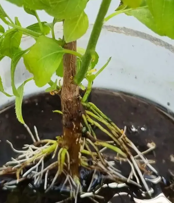 Kiwi (Actinidia macrosperma) BOUNTY 71