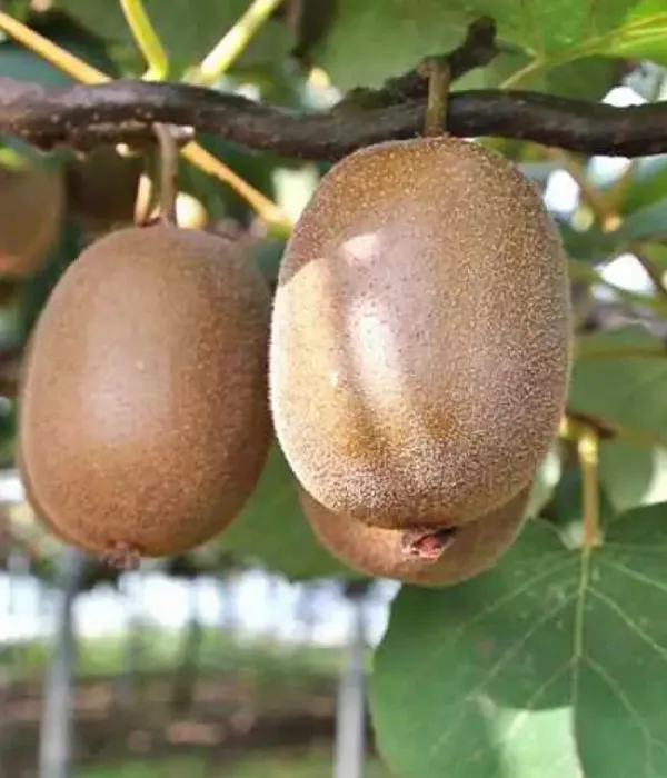 Kiwi (actinidia deliciosa) TUSCIA®