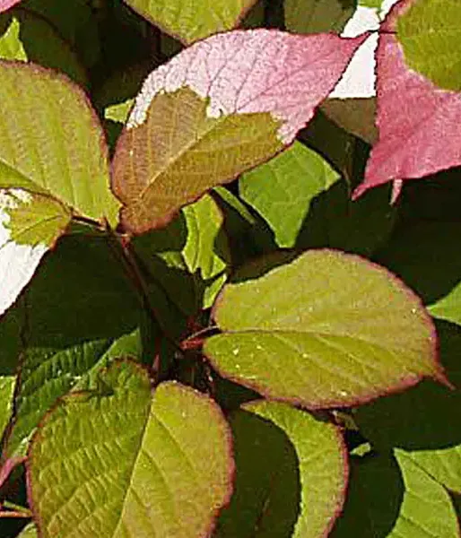 Kiwi pollinator Actinidia kolomikta ADAM