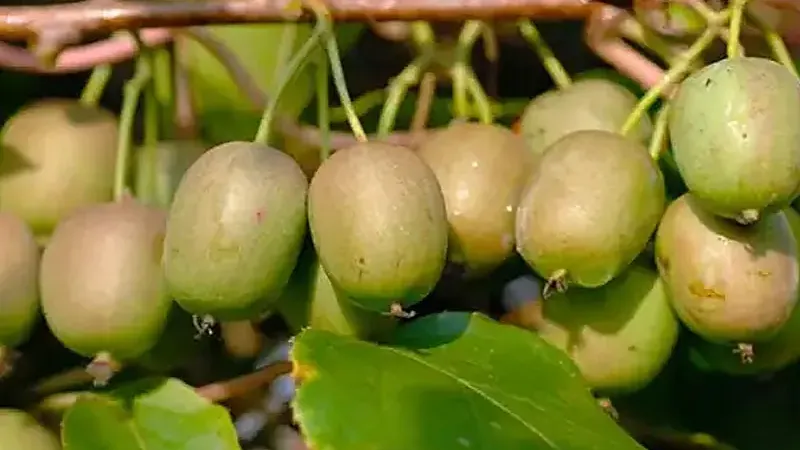 Mini-Kiwis für Ihren Garten: Anbau und Top-Sorten
