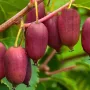 Kiwi (Actinidia arguta) SCARLET SEPTEMBER / MIRZAN