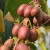 Actinidia arguta