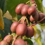 Kiwi (Actinidia arguta) WEIKI F