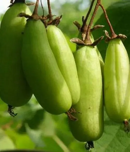 Kiwi (Actinidia kolomikta ) VITAKOLA