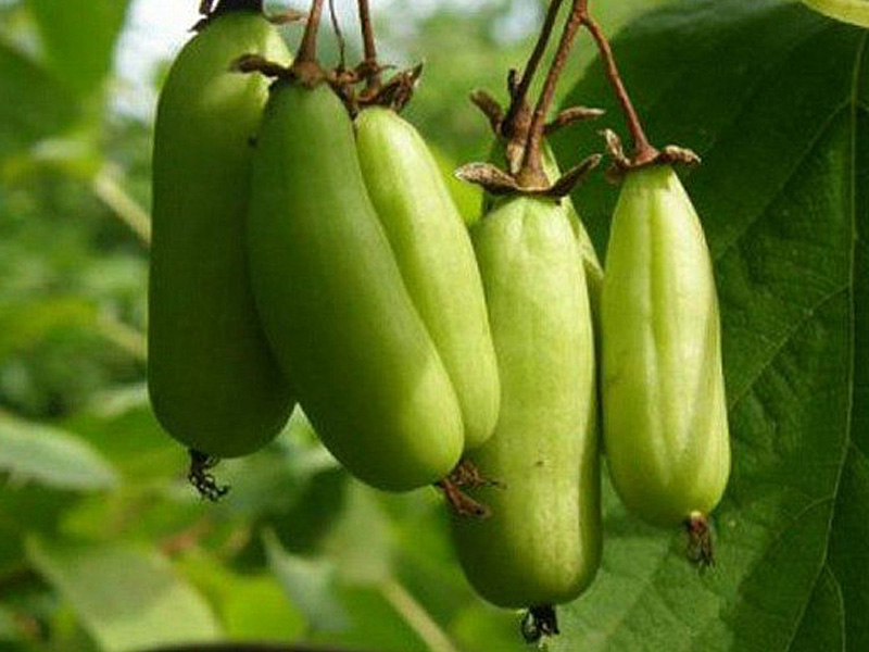 Kiwi (Actinidia kolomikta ) VITAKOLA